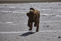 Cocker spaniel puppy running on the beach Royalty Free Stock Photo