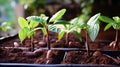 Young cocoa plants displaying promising cacao pod growth