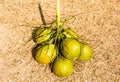 Young coconut Royalty Free Stock Photo
