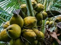 The young coconut contras in the middle of green leaves.