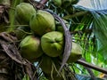 The young coconut contras in the middle of green leaves.