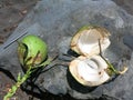 Young coconut with fresh pulp.