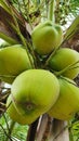 Young Coconut Fruit Best for Health Drink