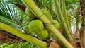 Young Coconut Fruit with Palms and Branches Royalty Free Stock Photo
