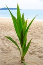 A young coconut palm sprout on the sand by the sea in the tropics Royalty Free Stock Photo