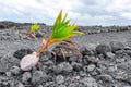 Young Coconut Palm Trees Grow on a Barren Hawaiian Coastline Royalty Free Stock Photo