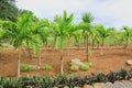 Young Coconut Palm Trees Plantation in countryside of Mauritius Royalty Free Stock Photo
