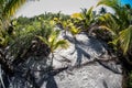 Young Coconut Palms Royalty Free Stock Photo