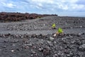 Young Coconut Palms on a Volcanic Hawaiian Coastline Royalty Free Stock Photo