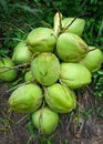 The young coconut has a green or ivory color. Royalty Free Stock Photo