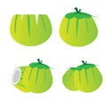 Young coconut set vector design