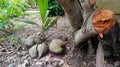 young coconut shoots in forest at rain