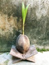 Young coconut tree  on dirty cement background. Royalty Free Stock Photo