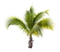 Young coconut tree isolated Royalty Free Stock Photo