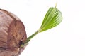 Young coconut tree seed germination green leave on white background planting agriculture isolated Royalty Free Stock Photo