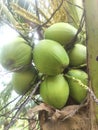 young coconut tree which is still small