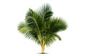Young coconut tree Royalty Free Stock Photo
