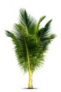 Young coconut tree , Royalty Free Stock Photo