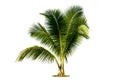 Young coconut tree , Royalty Free Stock Photo