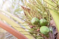 Young coconuts on coconut tree Royalty Free Stock Photo