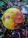 young coconuts green and brown lying on the ground