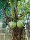 Young coconuts are green in color, the water cures thirst, the fruit is full of benefits and contains lots of vitamins