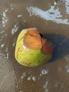 Young coconuts hit by sea waves on the edge of the beach
