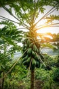 Young coconuts on a palm tree in jungle Royalty Free Stock Photo