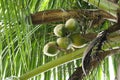 young coconuts that are still green are still on the tree can found in tropic place Royalty Free Stock Photo