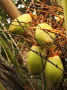 Young coconuts on the tree Royalty Free Stock Photo