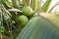 Young coconuts tree fruit delicious Royalty Free Stock Photo
