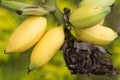 Young coconuts tree fruit delicious Royalty Free Stock Photo