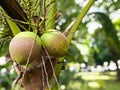 Young coconuts on tree Royalty Free Stock Photo
