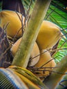 Young coconuts are very good for adding body ions