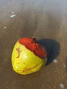 young coconuts washed up on the coast and hit by the waves