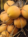 Young coconuts are yellow, grow abundantly and are often sought for medicinal purposes Royalty Free Stock Photo