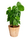 Young coffee arabica tree with drop of leaves on wooden pot. Isolated on white background. Close up Royalty Free Stock Photo