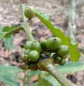young coffee fruit whose maturity is eagerly awaited