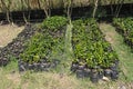 Young coffee seedlings on a plantation in Boquete Panama Royalty Free Stock Photo