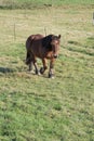 Young cold-blooded horse walking towards the camera on a fenced