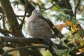 Young Collared Dove