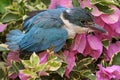 A young collared kingfisher is looking for prey in the bush.