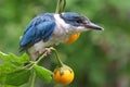 A young collared kingfisher is looking for prey in the bush.