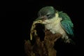 A young collared kingfisher is preying on a lizard on a rotting log.