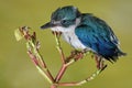 A young collared kingfisher is sunbathing on a rotten tree trunk before starting their daily activities.