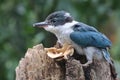 A young collared kingfisher is sunbathing on a rotten tree trunk before starting their daily activities.