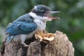 A young collared kingfisher is sunbathing on a rotten tree trunk before starting their daily activities.