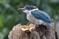 A young collared kingfisher Todiramphus chloris is sunbathing on rotten trees before starting its daily activities.