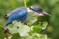A young collared kingfisher Todiramphus chloris is sunbathing on rotten trees before starting its daily activities.