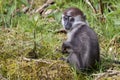 Young Collared Mangabey Royalty Free Stock Photo